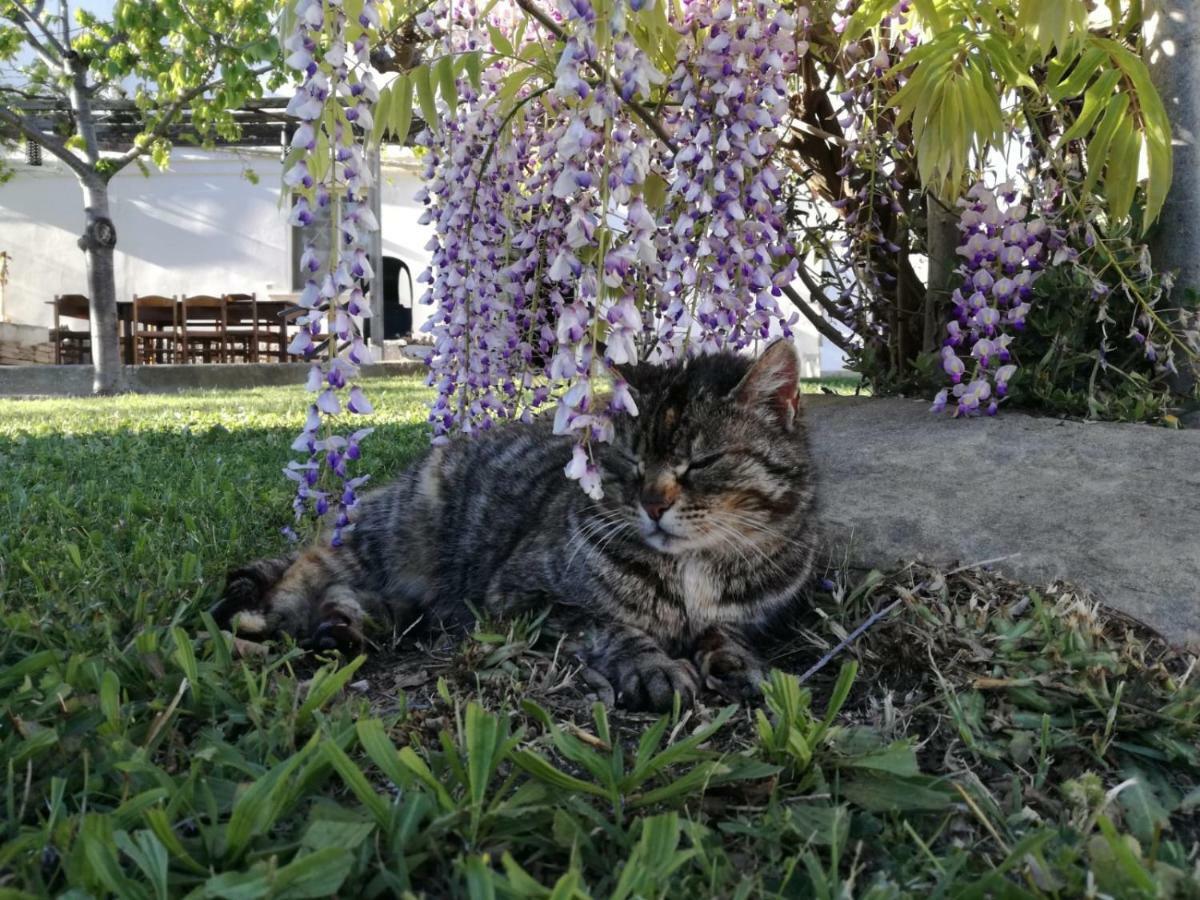 הוילה טורינו די סנגרו Relais Il Giardino Fra Gli Ulivi מראה חיצוני תמונה